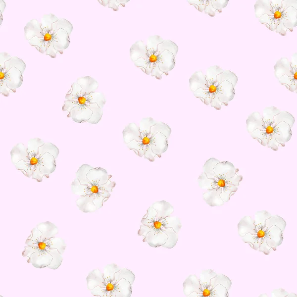 Flores Brancas Delicado Padrão Sem Costura Aquarela Rosa Modelo Para — Fotografia de Stock