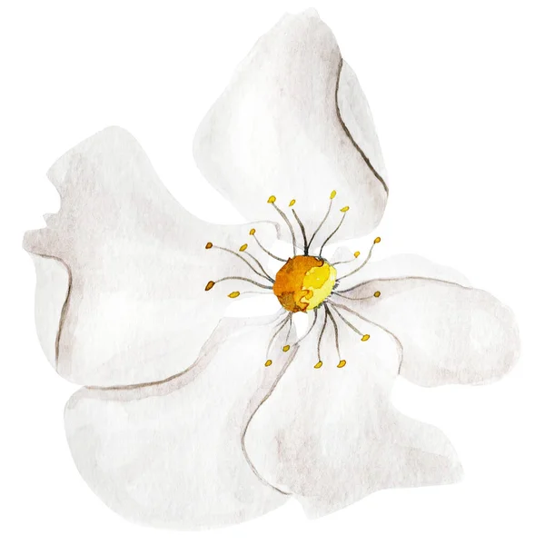 Branco Aquarela Flor Flor Árvore Elemento Modelo Para Decorar Desenhos — Fotografia de Stock