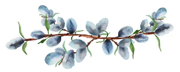 Salgueiro Ramos Borda Aquarela Primavera Modelo Para Decorar Desenhos Ilustrações — Fotografia de Stock