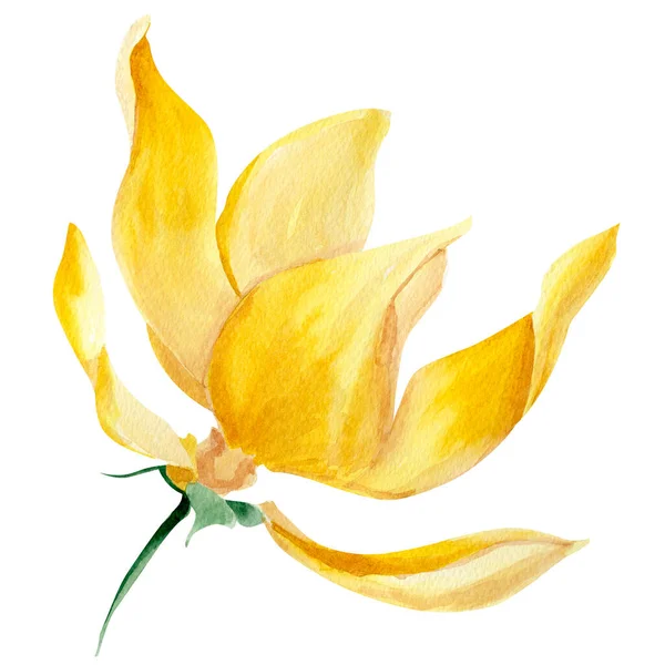 Amarelo Flor Aquarela Elemento Isolado Modelo Para Decorar Desenhos Ilustrações — Fotografia de Stock