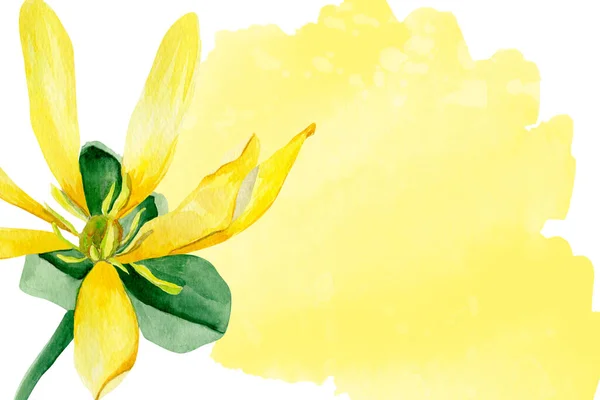 Amarelo Floração Lírio Aquarela Fundo Modelo Para Decorar Desenhos Ilustrações — Fotografia de Stock