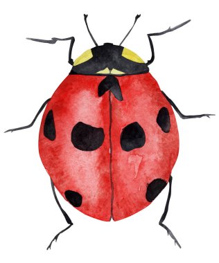 Siyah benekli kırmızı böcek suluboya çizimi. Tasarım ve çizimler için şablon.