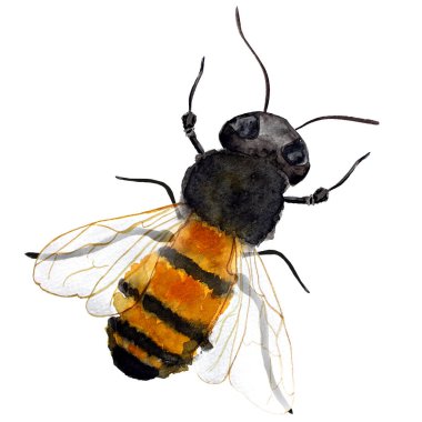 Arı tek bir izole element suluboya çizimi. Tasarım ve çizimler için şablon.