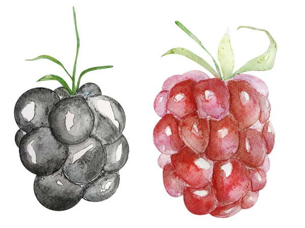 Berry Raspberry Blackberry Watercolor Isolated Elements Template Decorating Designs Illustrations — 스톡 사진