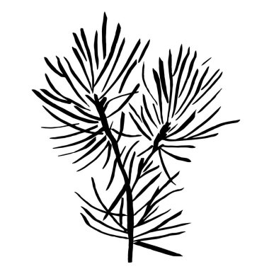 Çam dalı orman vektör elementi.