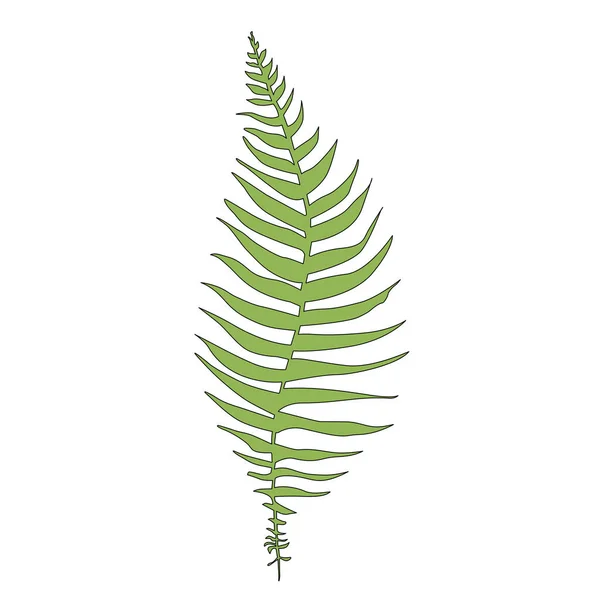 Single Vector Tropical Fern Leaf — стоковый вектор