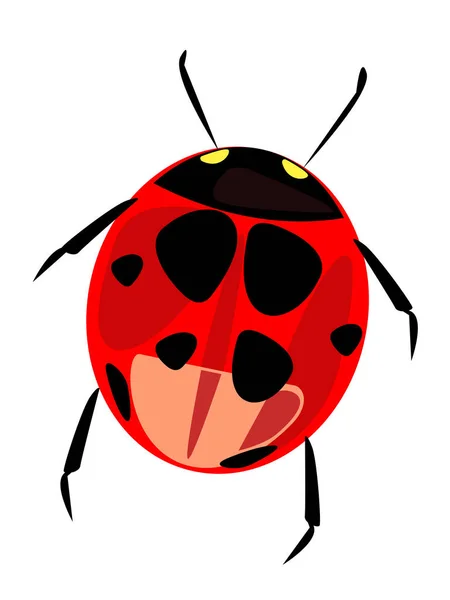 Lady Bug Červený Vektor Ilustrace — Stockový vektor