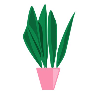 Uzun pembe tencere vektör illüstrasyonlu ev bitkisi