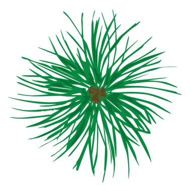 Yuvarlak çam dalı vektörü tek illüstrasyon.