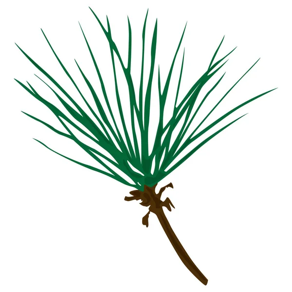 Pine Twig Long Needles Vector Single Illustration — Vector de stock