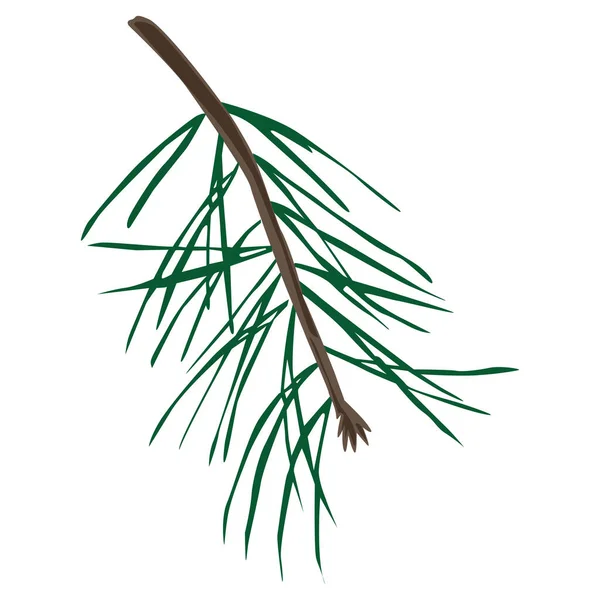 Detailed Spruce Branch Vector Single Illustration — Wektor stockowy