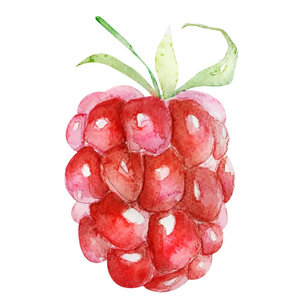 Raspberry Ripe Juicy Berry Vector Imitation Watercolor — Stock Vector