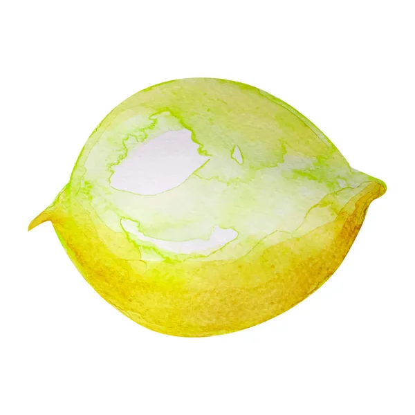 Zitronenfrucht Vektorimitation Aquarell — Stockvektor