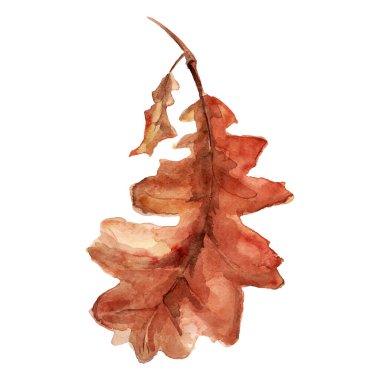 Kuru meşe yaprağı elementi taklit suluboya