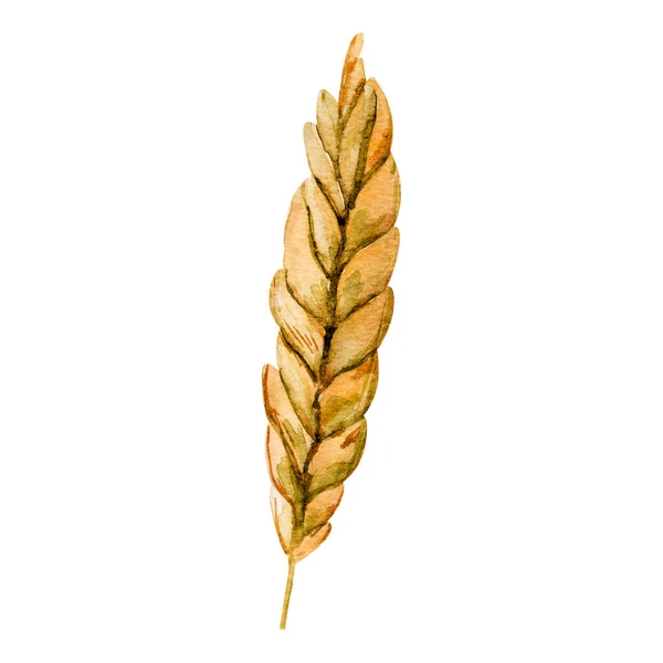 Olgunlaşmış Tahıl Elementi Taklit Suluboya — Stok Vektör