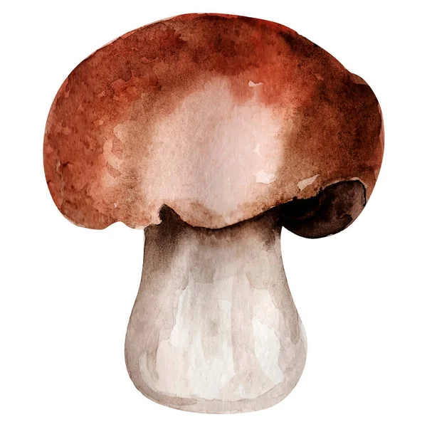 白茎水彩画模仿元件上的成熟蘑菇 — 图库矢量图片