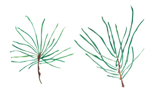 Pair Pine Branch Gouache Watercolor Elements — Photo