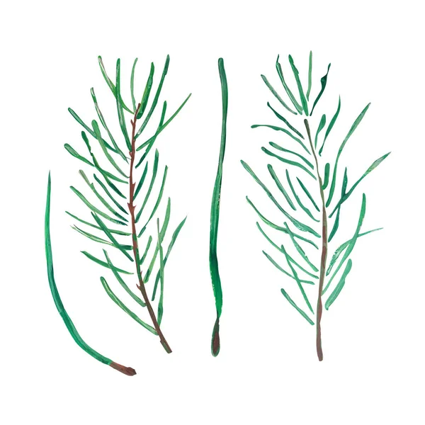 Set Pine Branch Needles Single Element Gouache Watercolor — Φωτογραφία Αρχείου