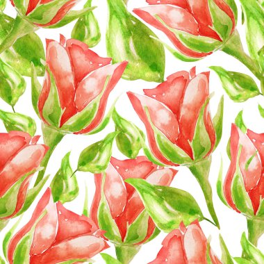 Kırmızı büyük güller, sulu boya desenleri. Tasarım ve çizimler için şablon.