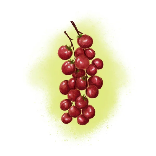 Pomidor Wiśniowy Izolowane Małe Czerwone Pomidory Gałązką Zielonym Białym Tle — Zdjęcie stockowe