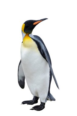 Kral penguen beyaz arka planda izole edildi. Ayakta duran penguen.