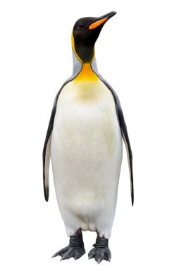 Kral penguen beyaz arka planda izole edildi. Ayakta duran penguen.