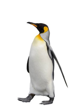 Kral penguen beyaz arka planda izole edildi. Ayakta duran penguen.