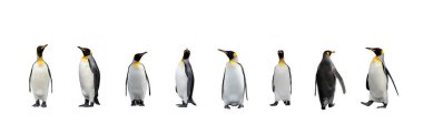 Beyaz arka planda izole edilmiş Kral penguenleri. Ayakta duran penguen.