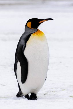Kral penguen Güney Georgia adasına yakın. Antarktika.