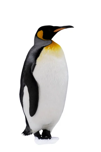 King Πιγκουίνος Απομονώνονται Στο Λευκό Φόντο — Φωτογραφία Αρχείου