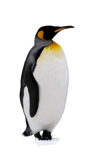 Koning Pinguïn Geïsoleerd Witte Achtergrond — Stockfoto