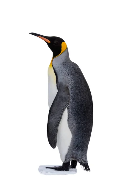 Pingüino Rey Aislado Sobre Fondo Blanco — Foto de Stock