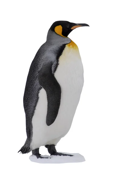 Königspinguin Isoliert Auf Weißem Hintergrund — Stockfoto