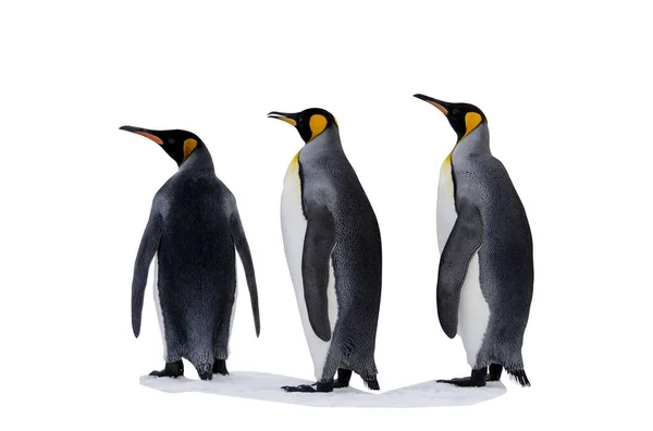 Три Короля Пингвинов Изолированы Белом Фоне — стоковое фото