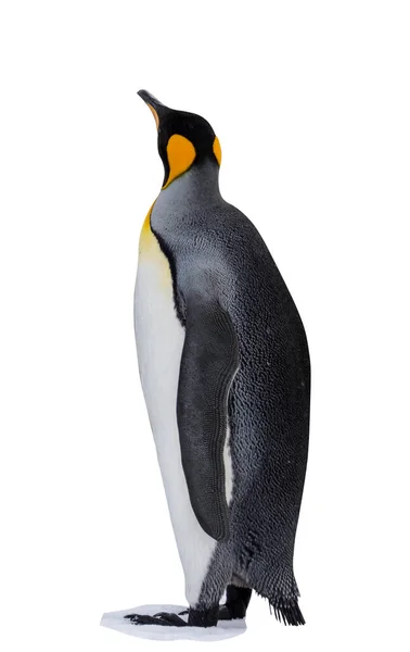 Königspinguin Isoliert Auf Weißem Hintergrund — Stockfoto