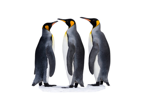Three king penguis isolated on the white background