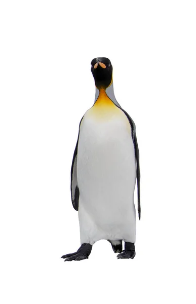 King Πιγκουίνος Απομονώνονται Στο Λευκό Φόντο — Φωτογραφία Αρχείου