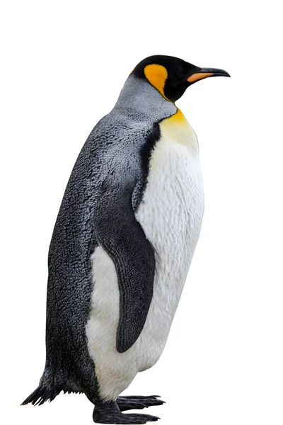 Koningspinguïn Geïsoleerd Witte Achtergrond Staande Pinguïn — Stockfoto