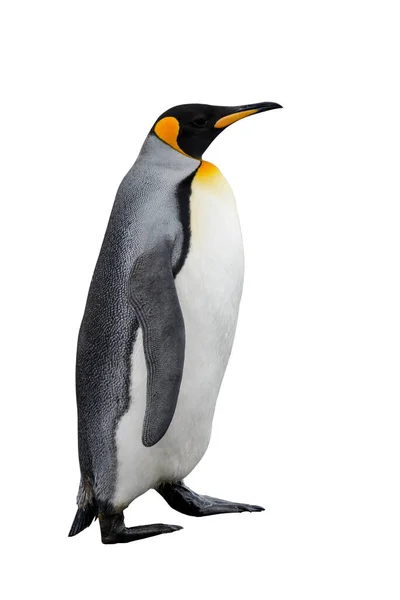 Königspinguin Isoliert Auf Weißem Hintergrund Stehender Pinguin — Stockfoto