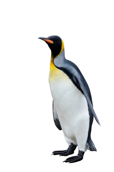 Königspinguin Isoliert Auf Weißem Hintergrund Stehender Pinguin — Stockfoto