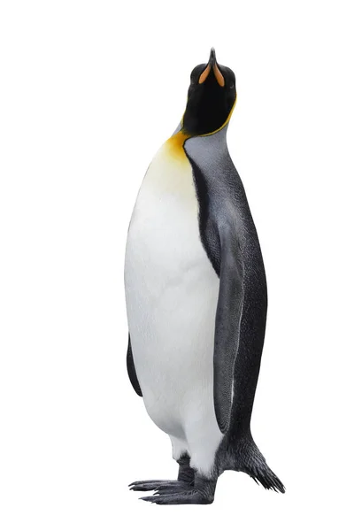 Königspinguin Isoliert Auf Weißem Hintergrund Stehender Pinguin — Stockfoto