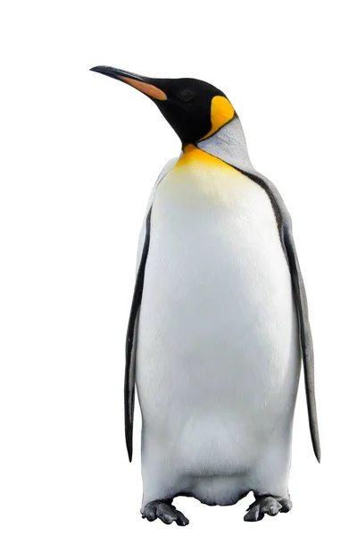 Pingüino Rey Aislado Fondo Blanco Pingüino Pie —  Fotos de Stock