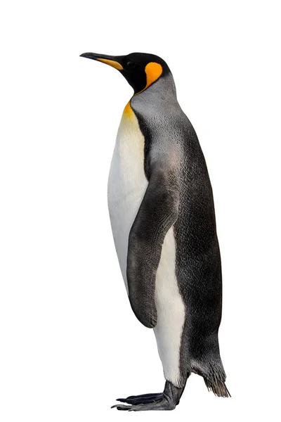 Königspinguin Isoliert Auf Weißem Hintergrund Stehender Pinguin — Stockfoto