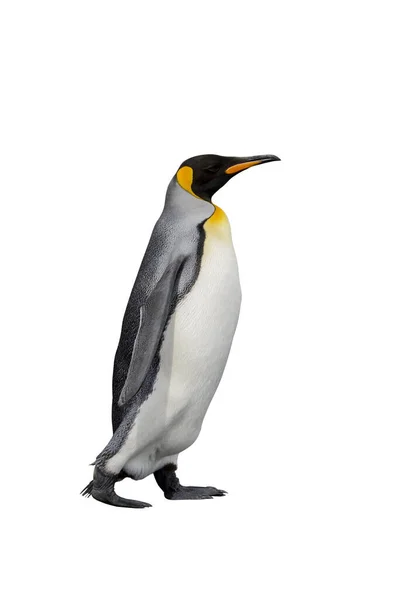 King Πιγκουίνος Απομονώνονται Στο Λευκό Φόντο Μόνιμη Πιγκουίνος — Φωτογραφία Αρχείου