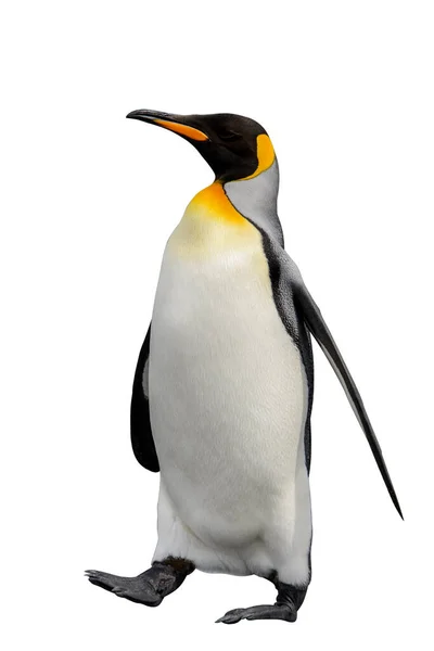 King Πιγκουίνος Απομονώνονται Στο Λευκό Φόντο Μόνιμη Πιγκουίνος — Φωτογραφία Αρχείου