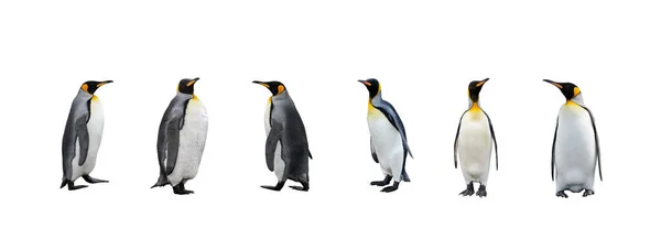 Conjunto Pingüinos King Aislados Sobre Fondo Blanco Pingüino Pie —  Fotos de Stock