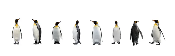Conjunto Pingüinos King Aislados Sobre Fondo Blanco Pingüino Pie —  Fotos de Stock