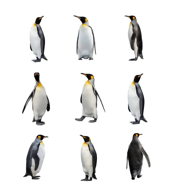 Набір Королівських Пінгвінів Ізольовано Білому Тлі Постійний Пінгвін — стокове фото