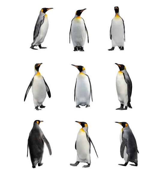 一组国王企鹅被隔离在白色背景上 站立企鹅 — 图库照片