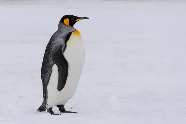 Pinguim Rei Perto Ilha Geórgia Sul Antártida — Fotografia de Stock